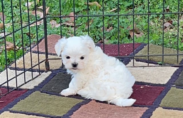 Maltese Puppies media 16