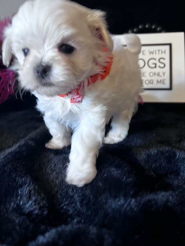 Maltese Puppies media 17