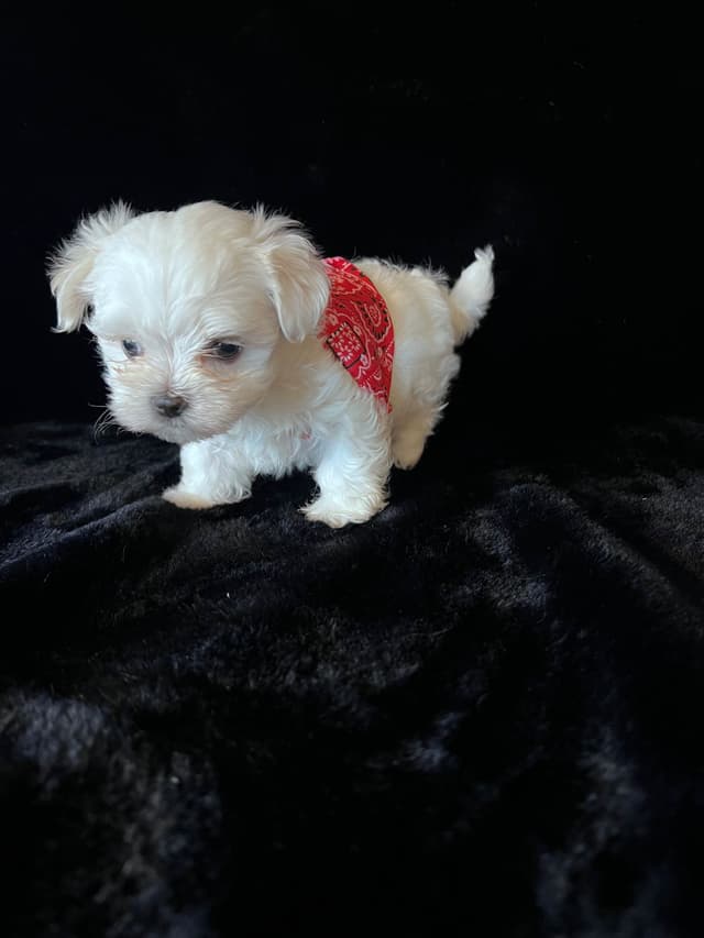 Maltese Puppies media 18