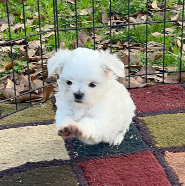 Maltese Puppies media 20