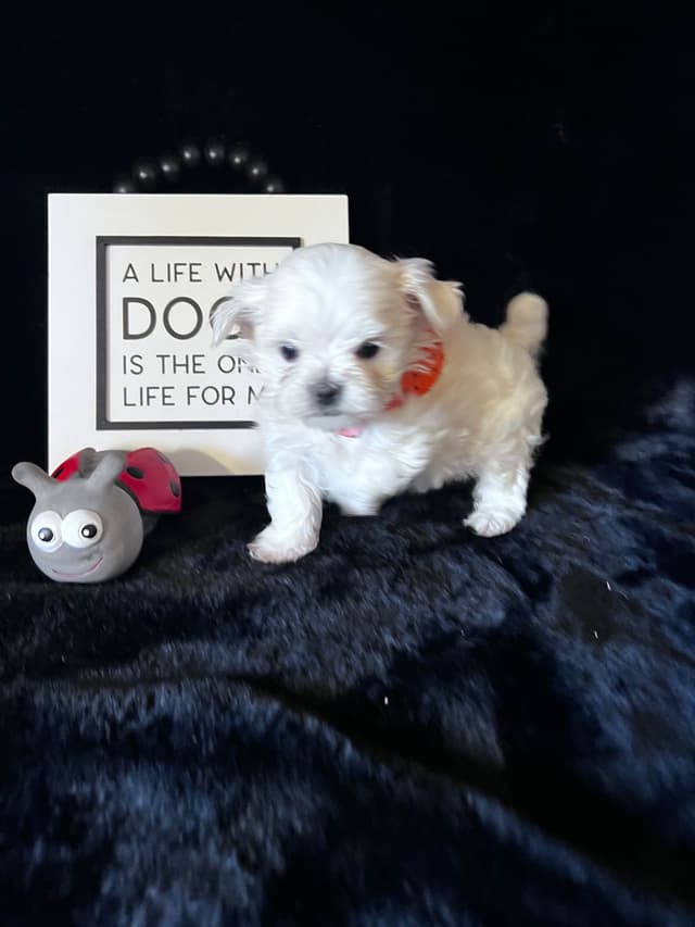 Maltese Puppies media 21