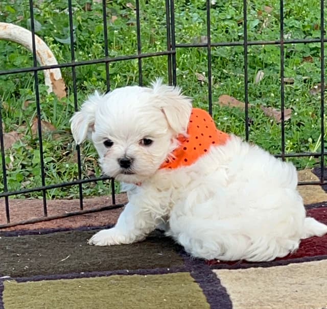 Maltese Puppies media 22