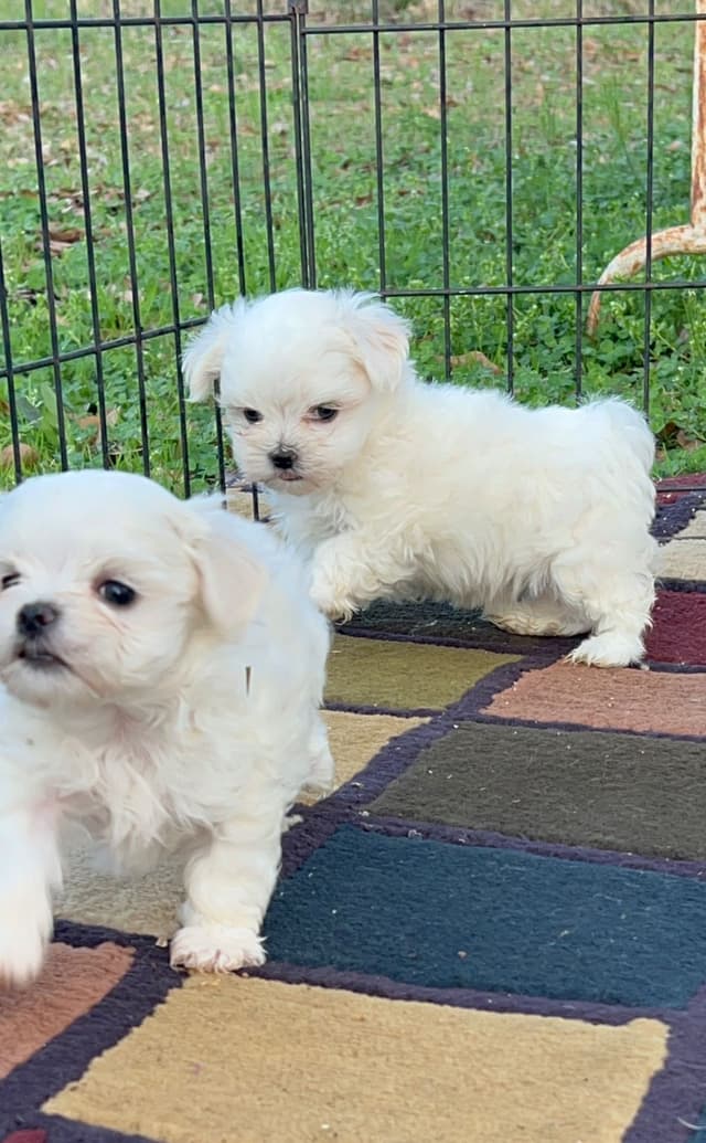 Maltese Puppies media 23
