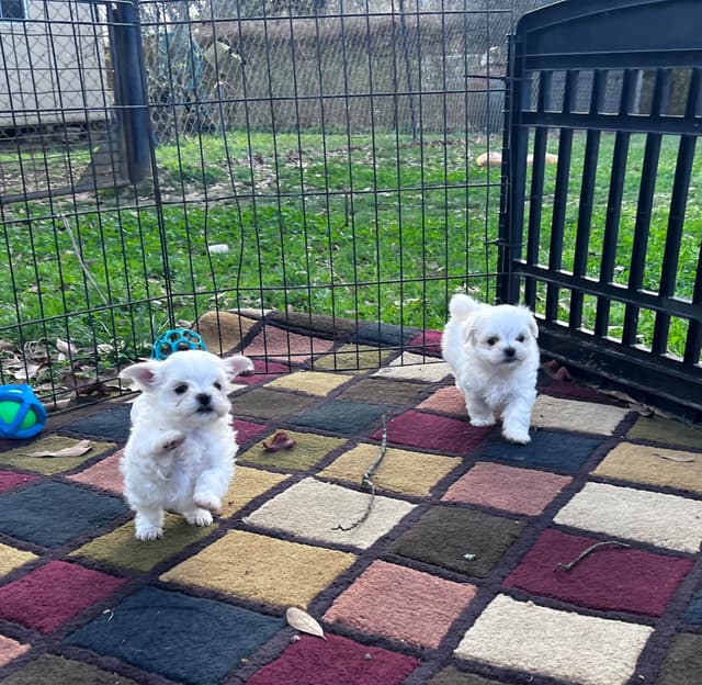 Maltese Puppies media 24