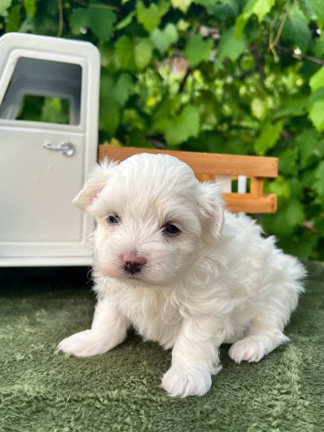 Maltese Puppies media 4