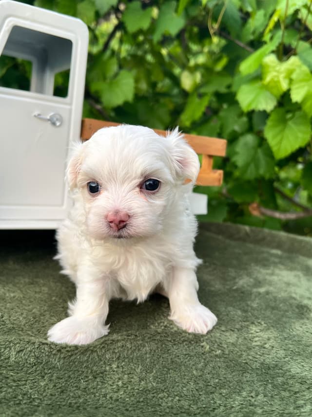 Maltese Puppies media 5