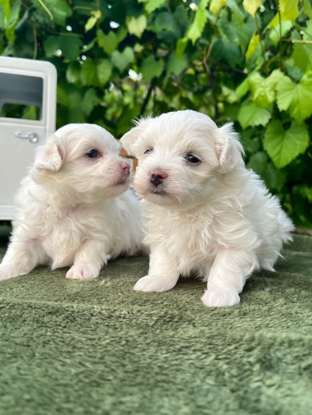 Maltese Puppies media 6