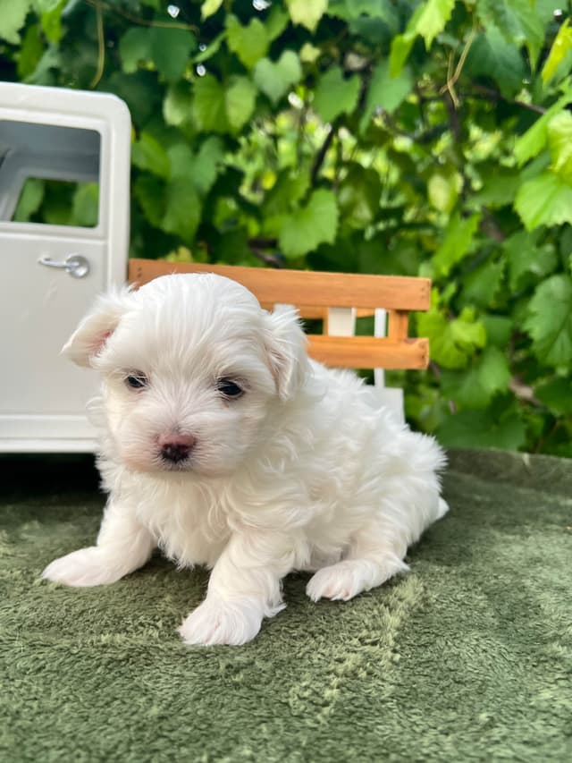 Maltese Puppies media 7