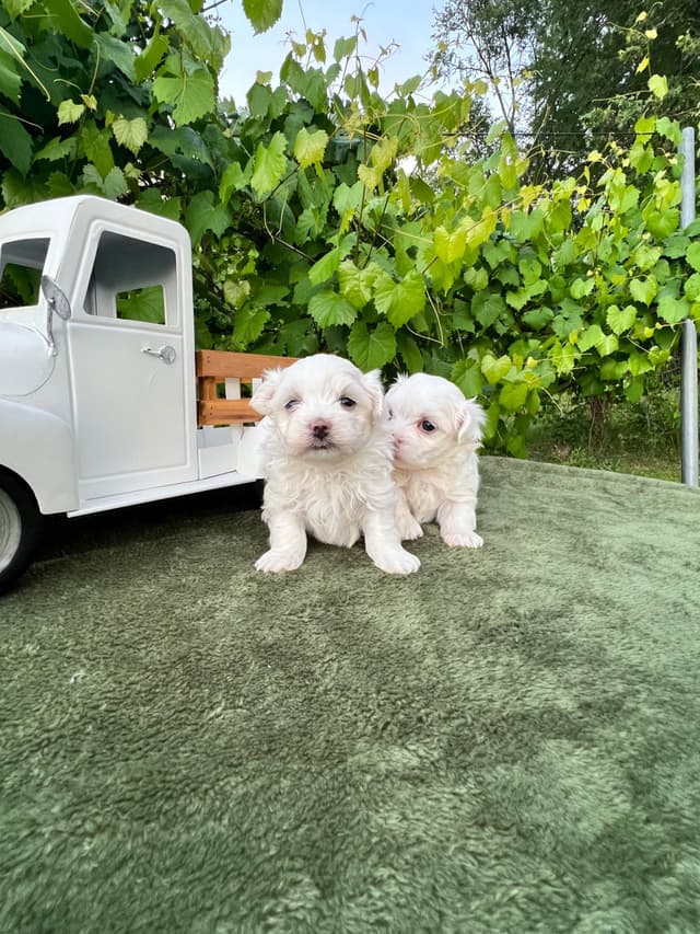 Maltese Puppies media 9