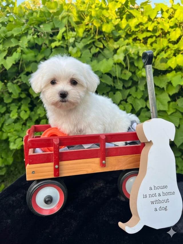 Maltese Puppies media 2