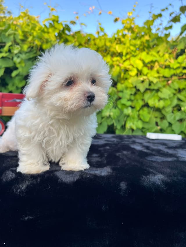 Maltese Puppies media 10