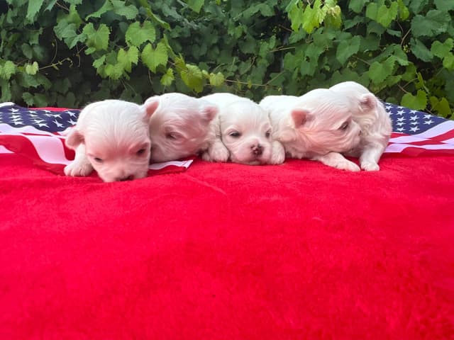 AKC standard Maltese media 7