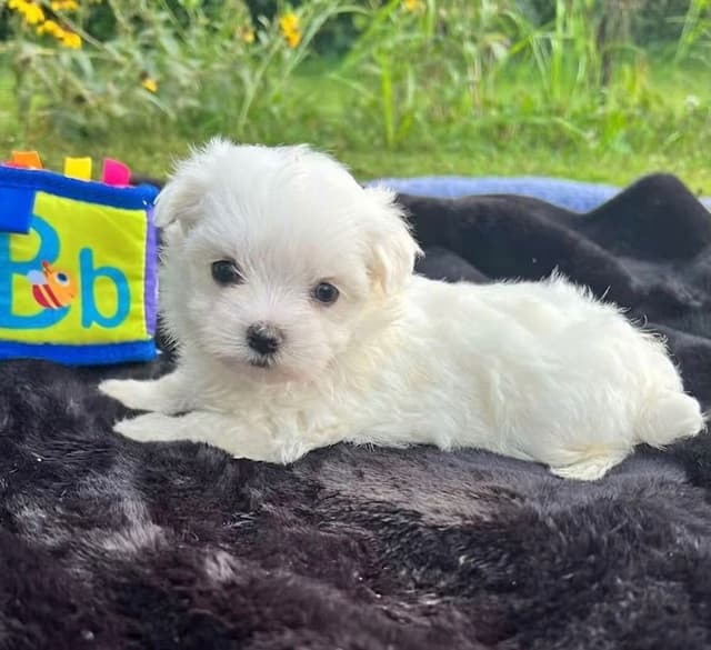 AKC standard Maltese media 5