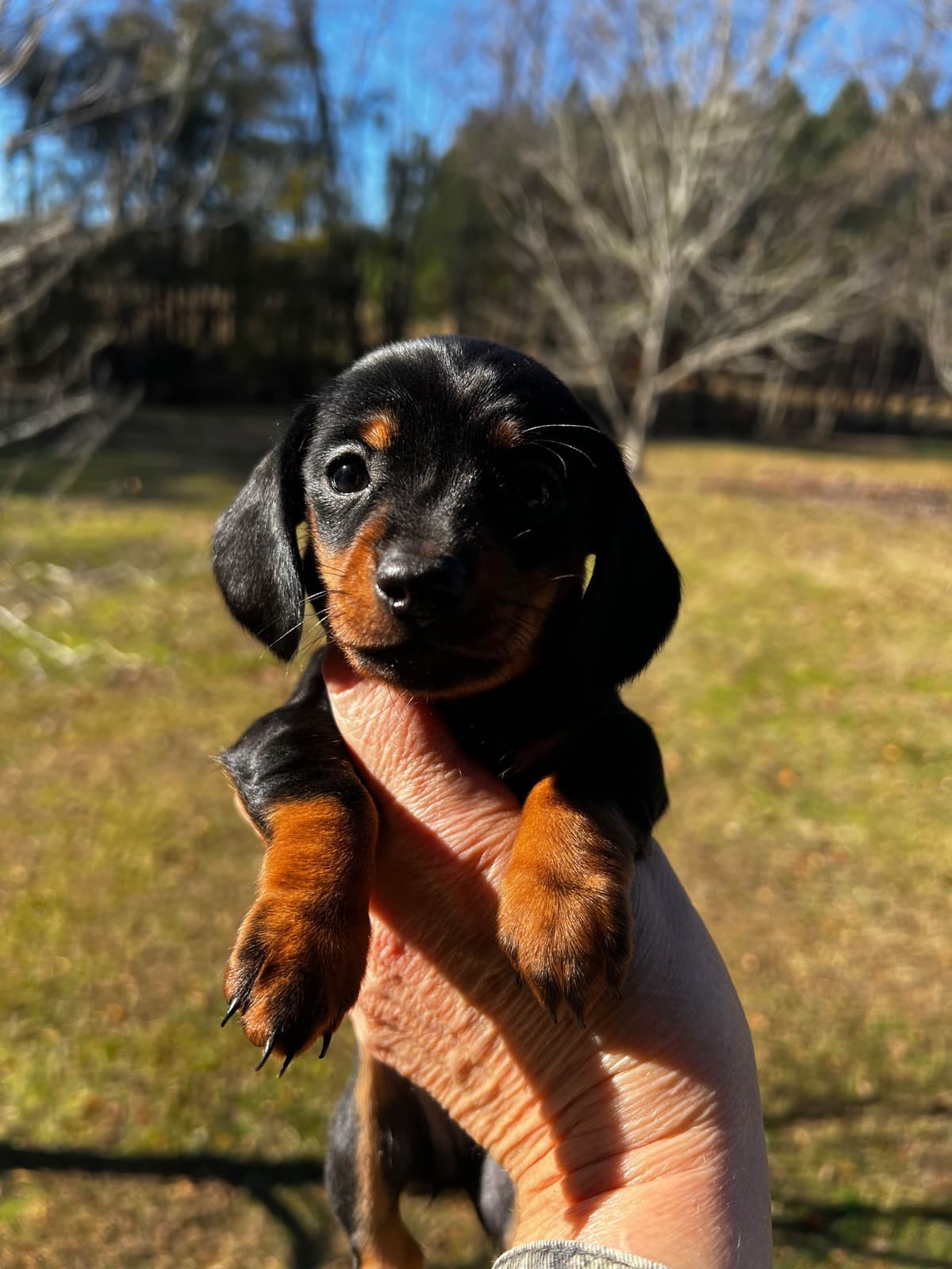 Dachshund Puppies breeder image 5