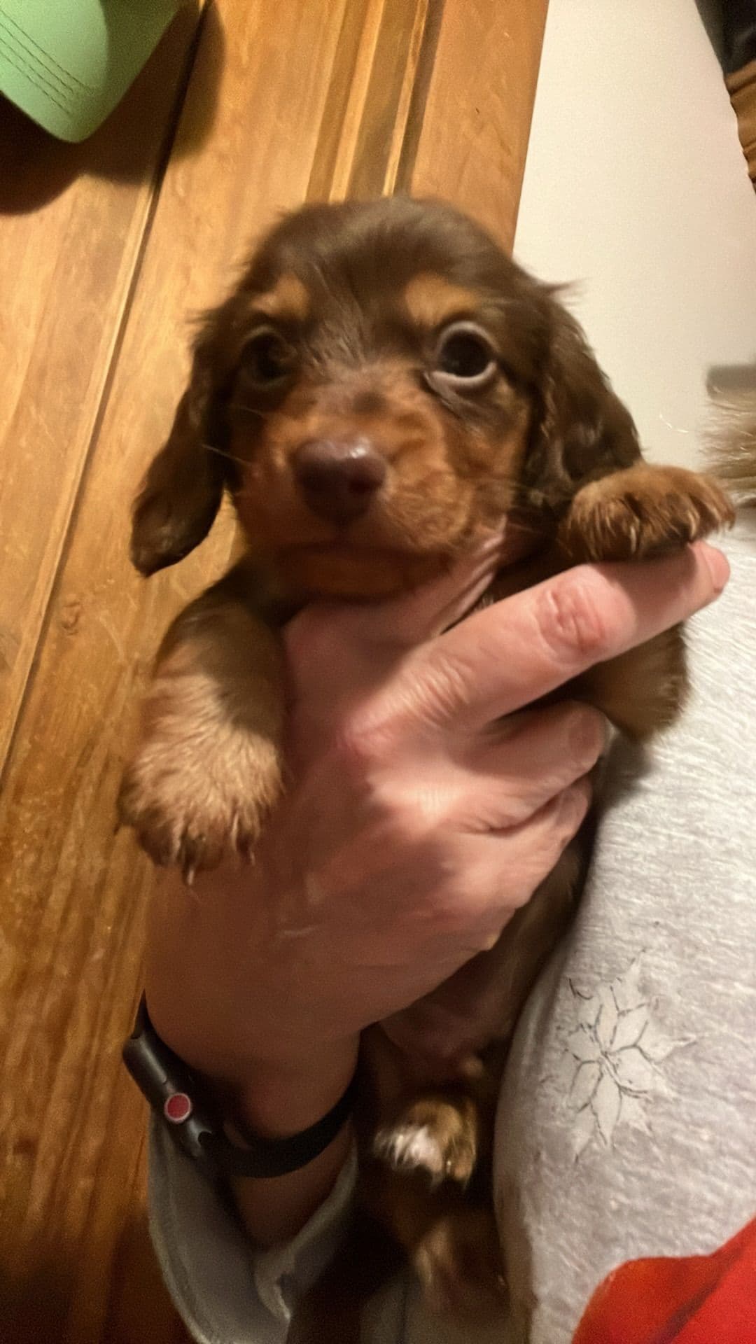 Dachshund Puppies breeder image 6