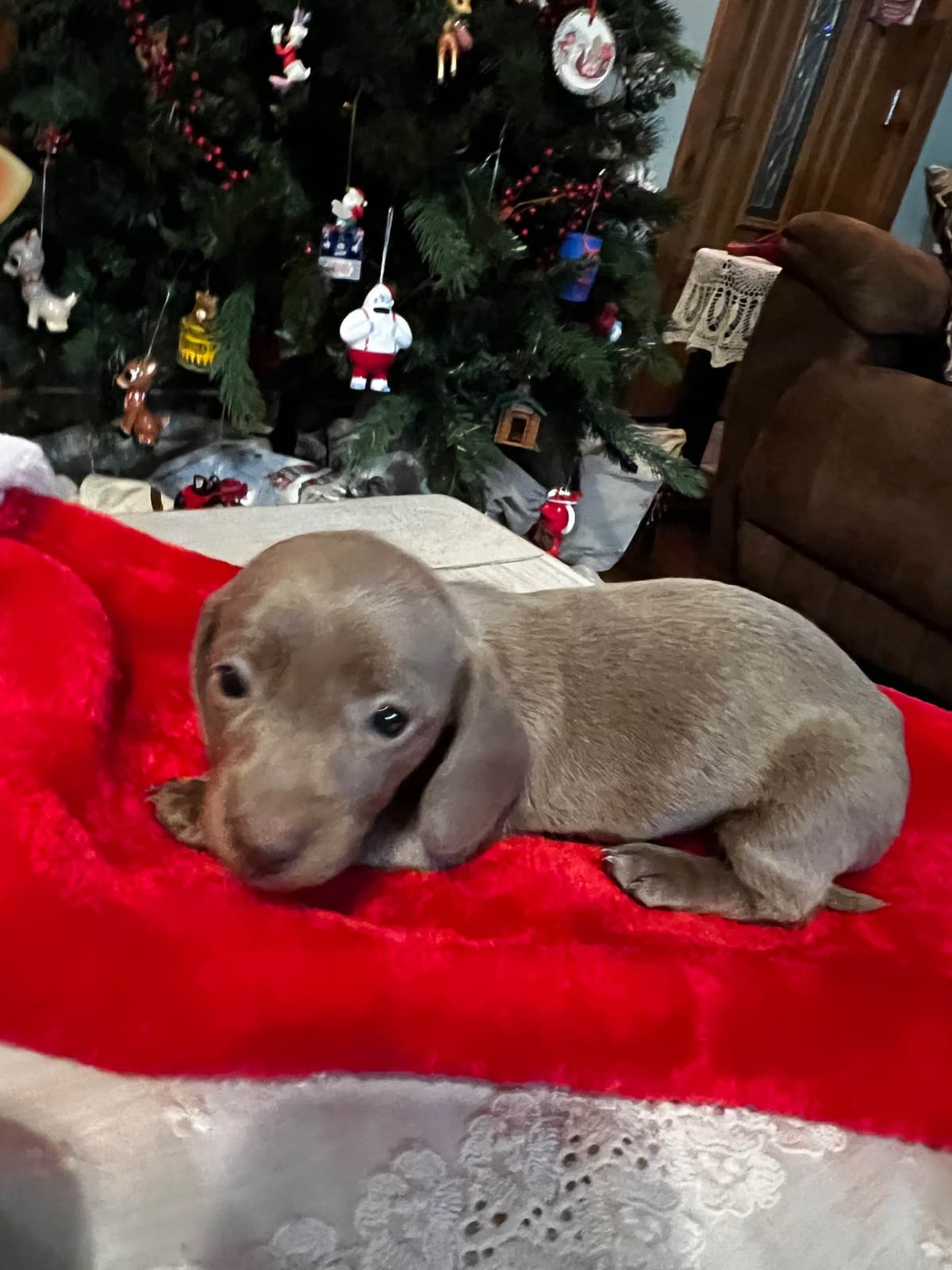 Dachshund Puppies breeder image 7