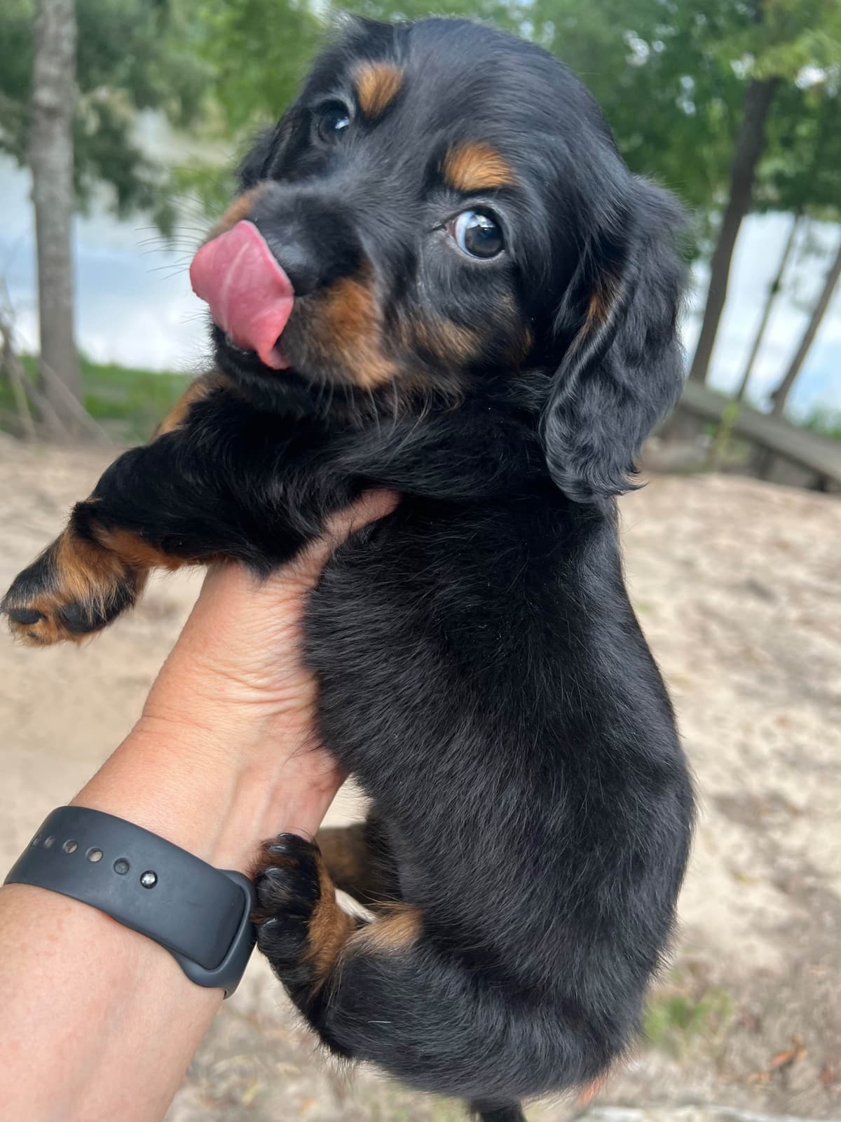 Dachshund Puppies breeder image 8