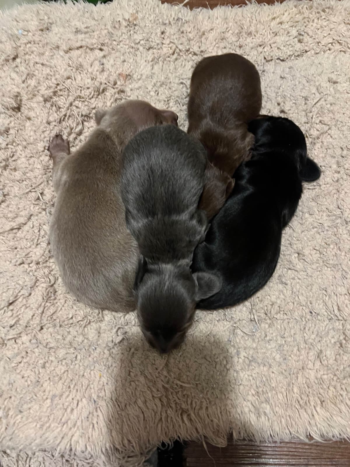 Dachshund Puppies breeder image 9
