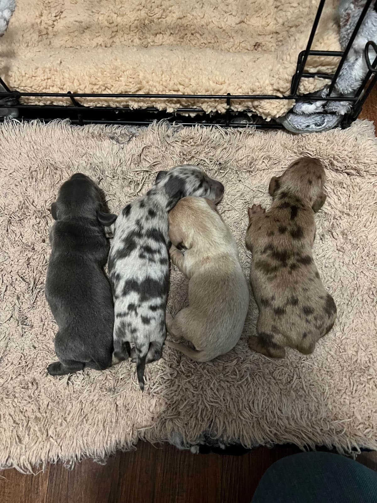 Dachshund Puppies breeder image 10