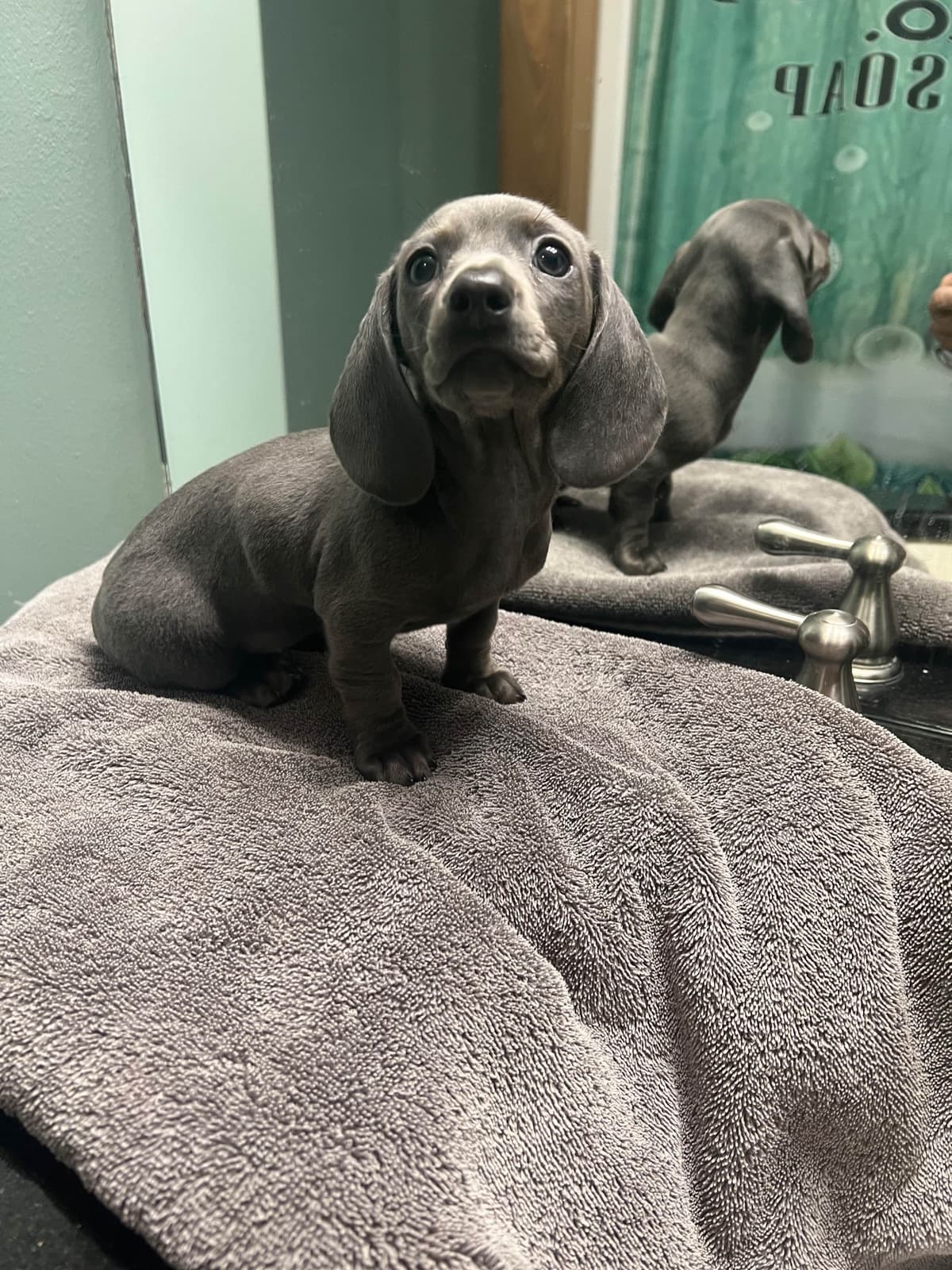 Dachshund Puppies breeder image 11