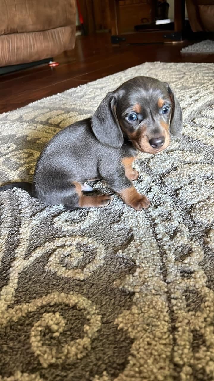 Dachshund Puppies breeder image 12