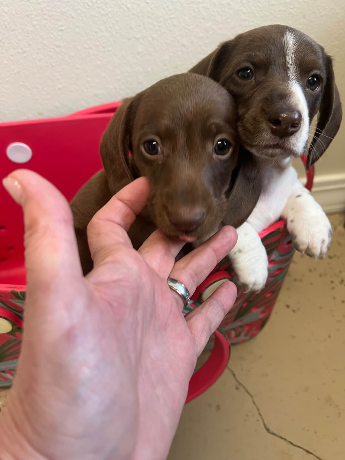 Dachshund Puppies breeder image 13