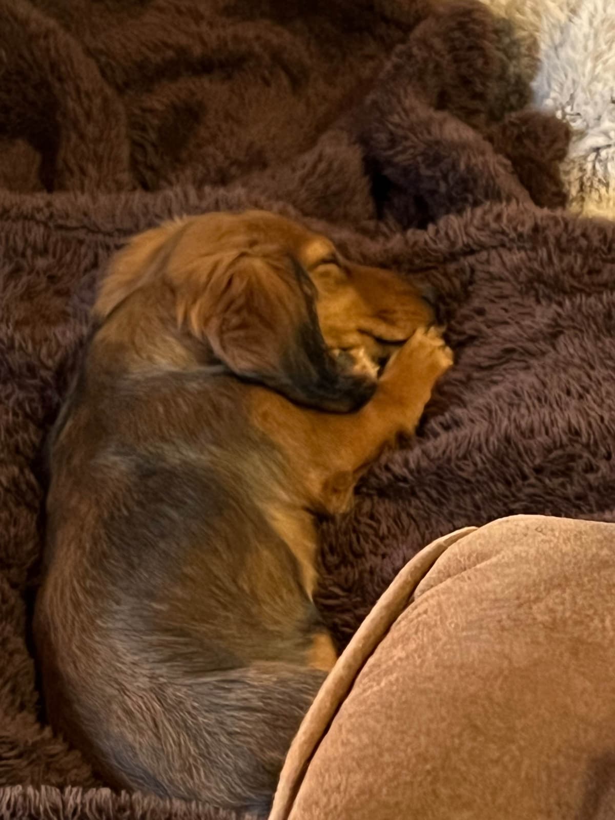 Dachshund Puppies breeder image 14