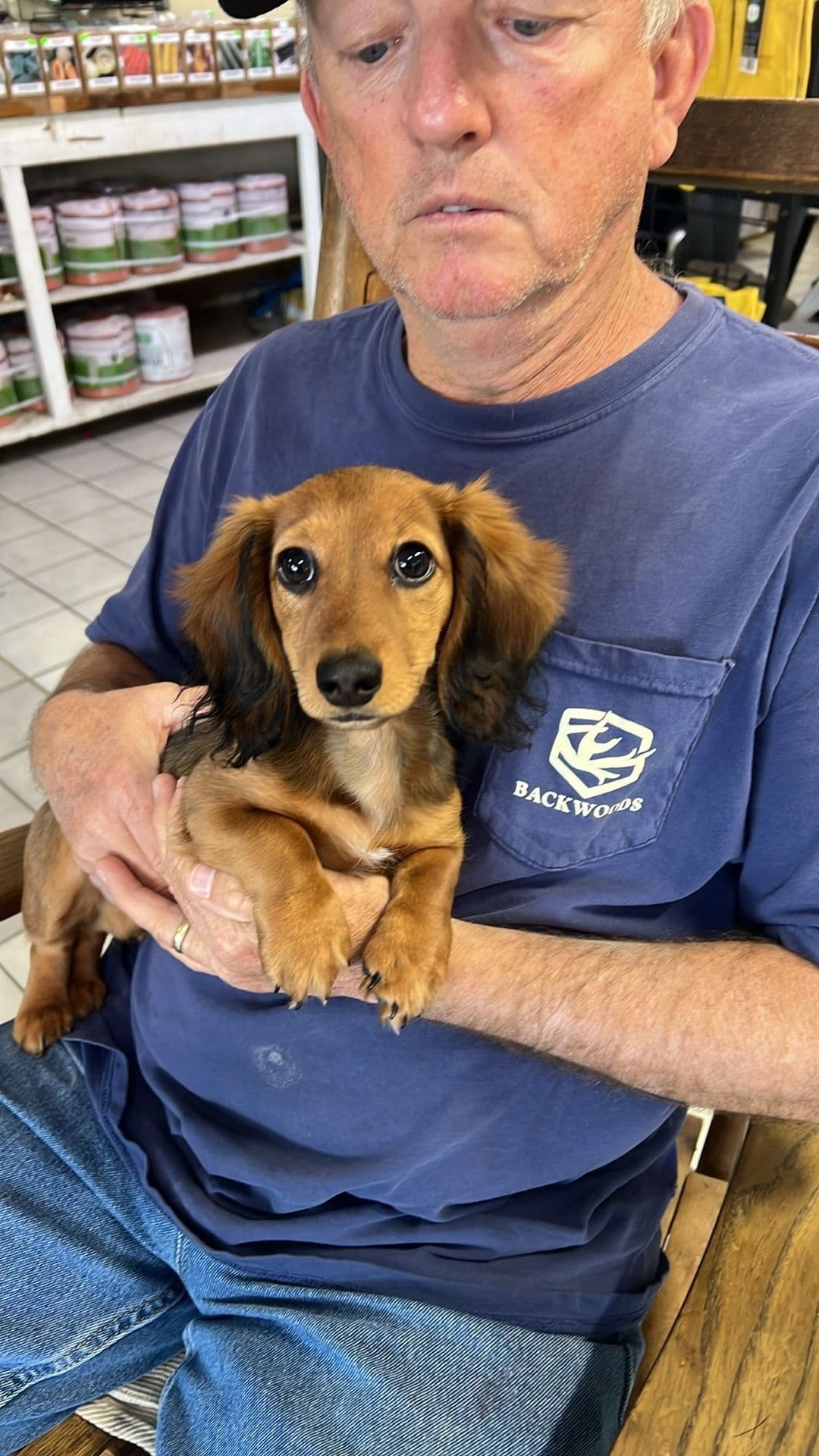 Dachshund Puppies breeder image 16