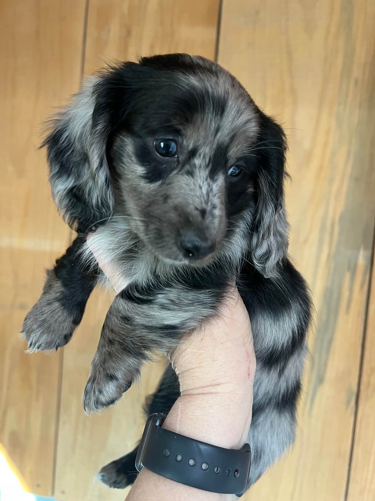 Dachshund Puppies breeder image 18