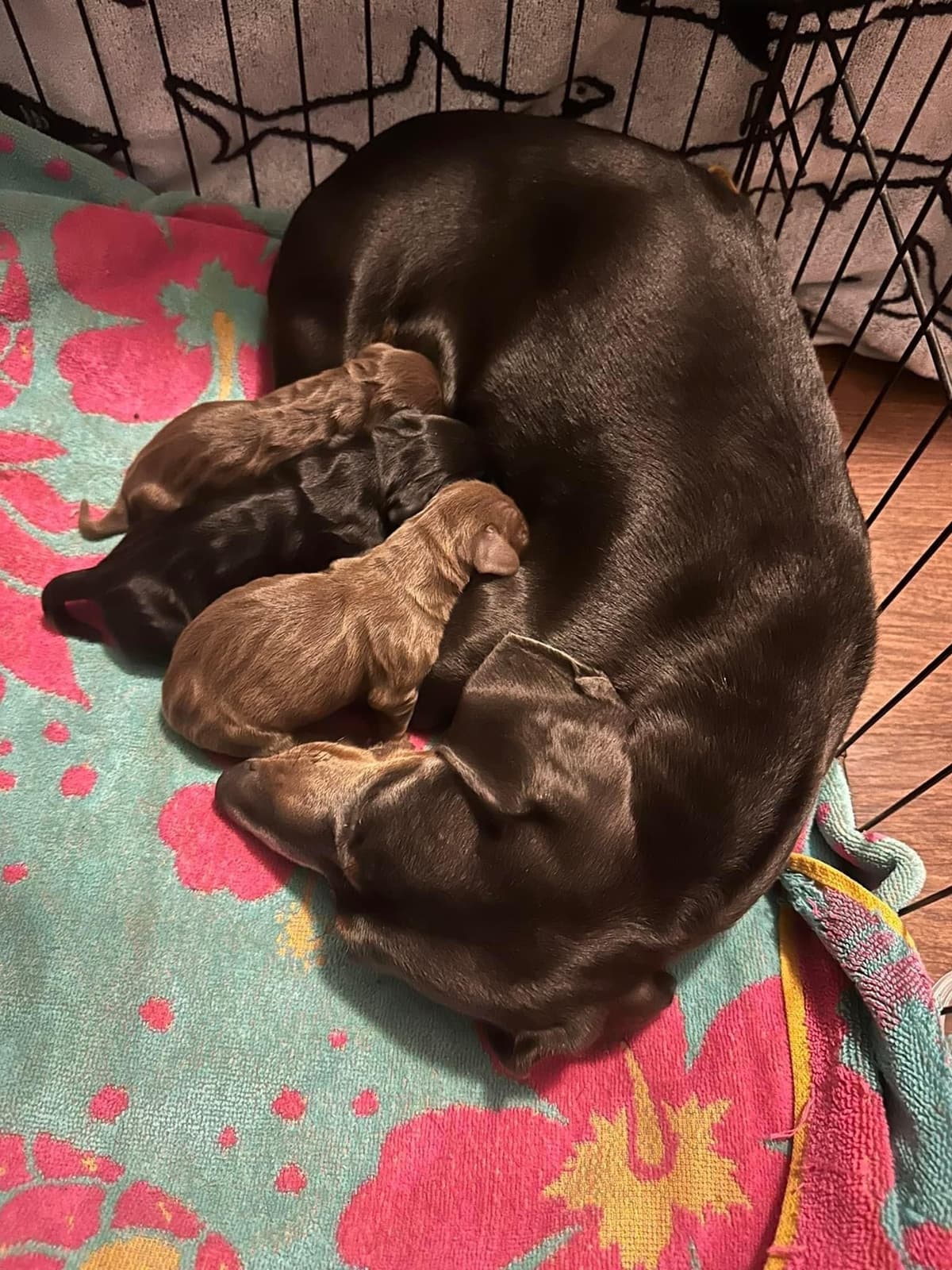 Dachshund Puppies breeder image 17