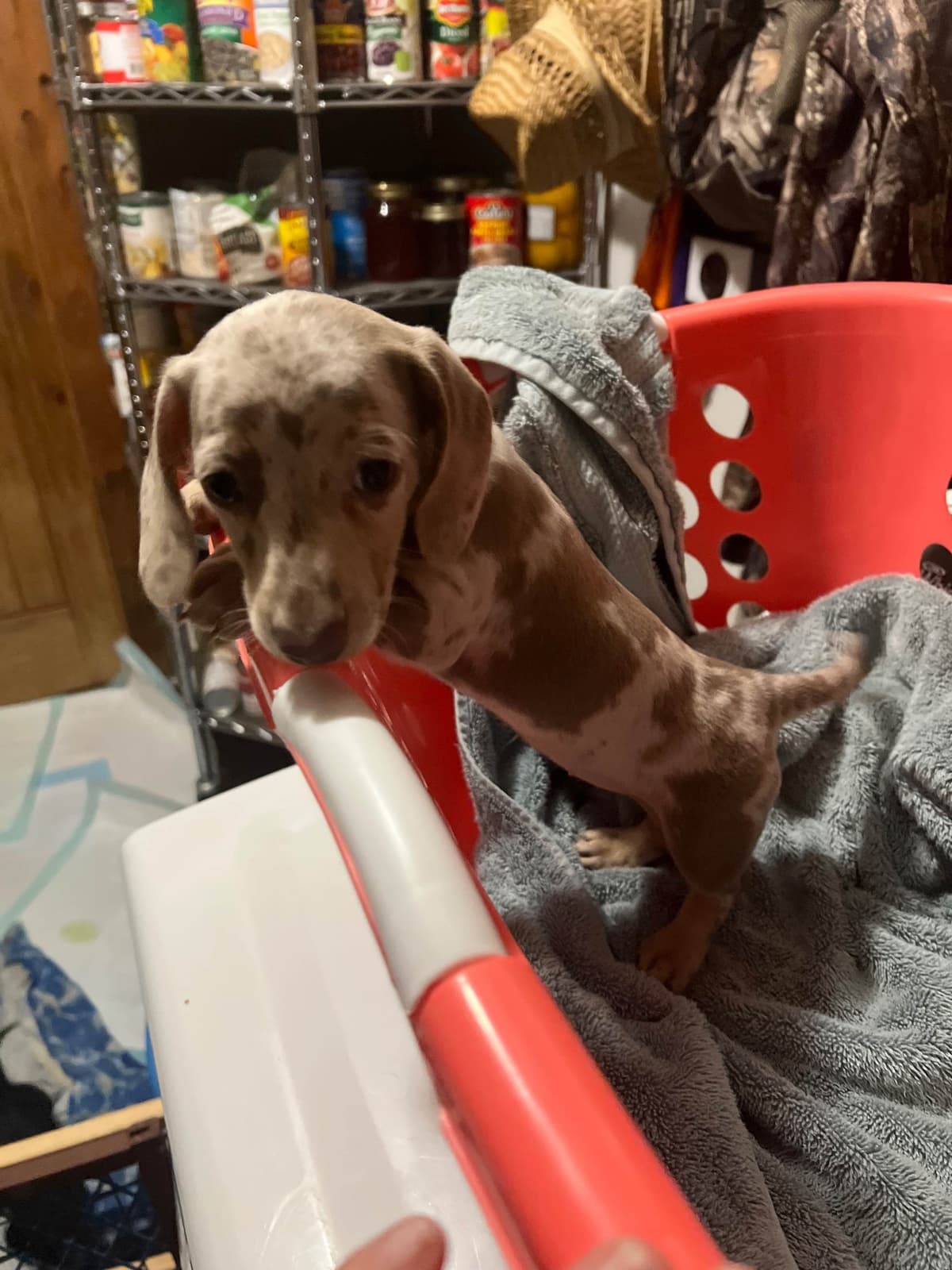 Dachshund Puppies breeder image 19