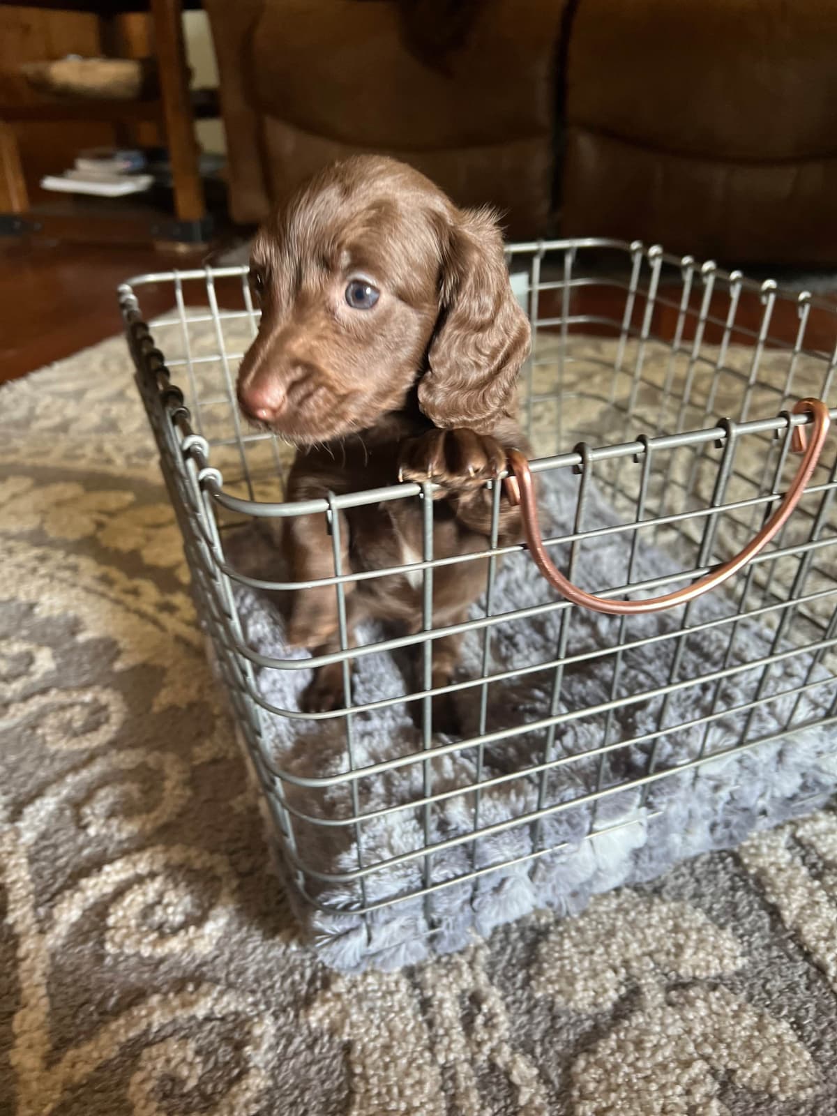 Dachshund Puppies breeder image 20