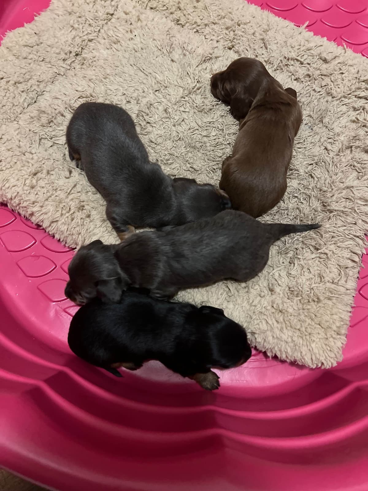 Dachshund Puppies breeder image 21