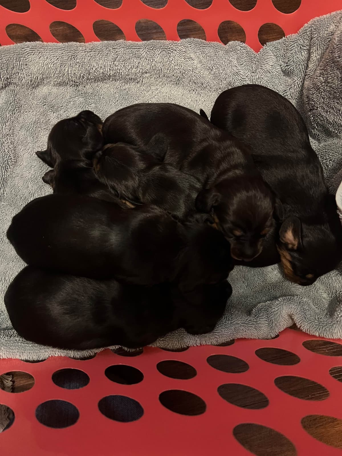Dachshund Puppies breeder image 22