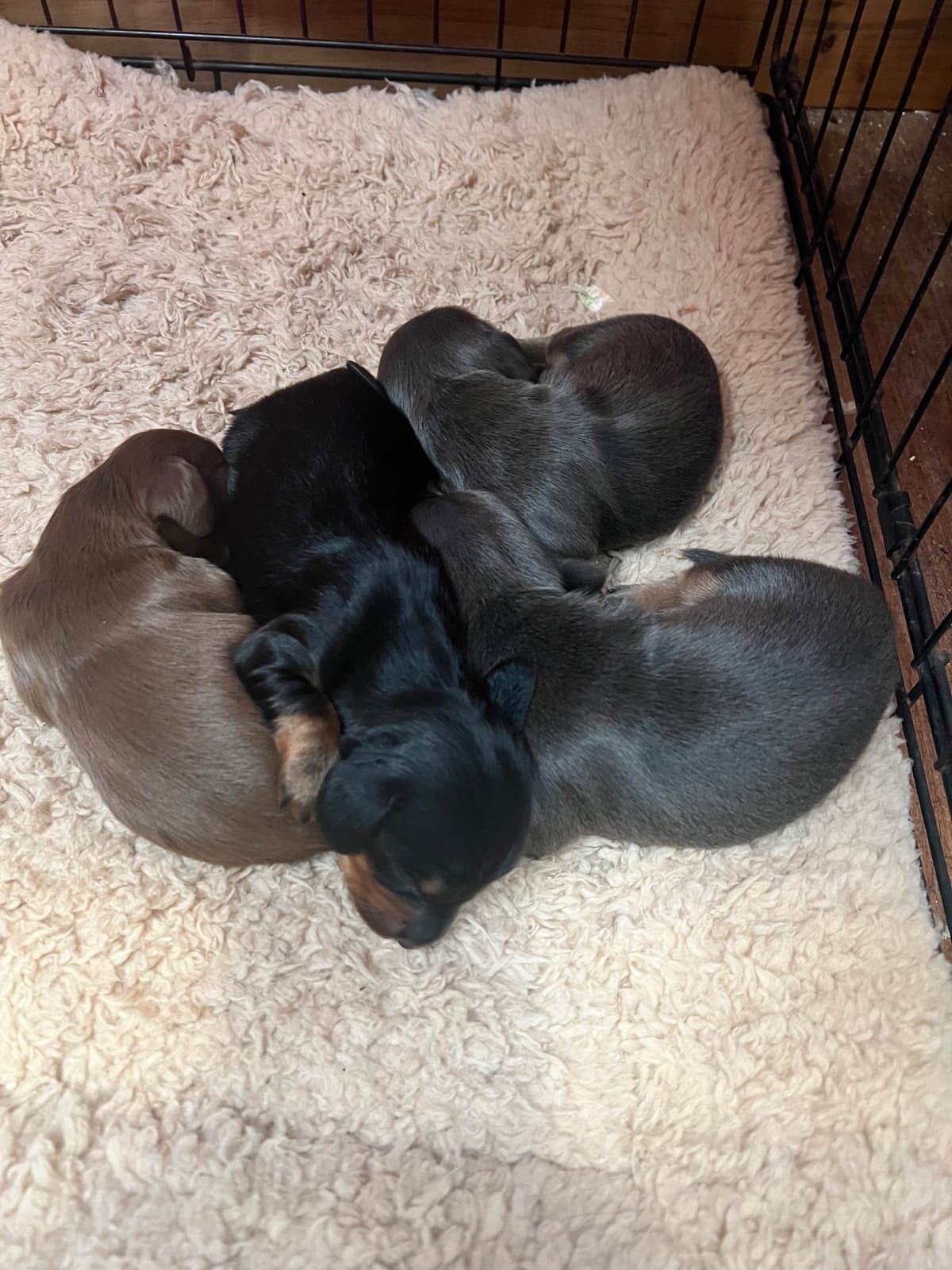 Dachshund Puppies breeder image 23