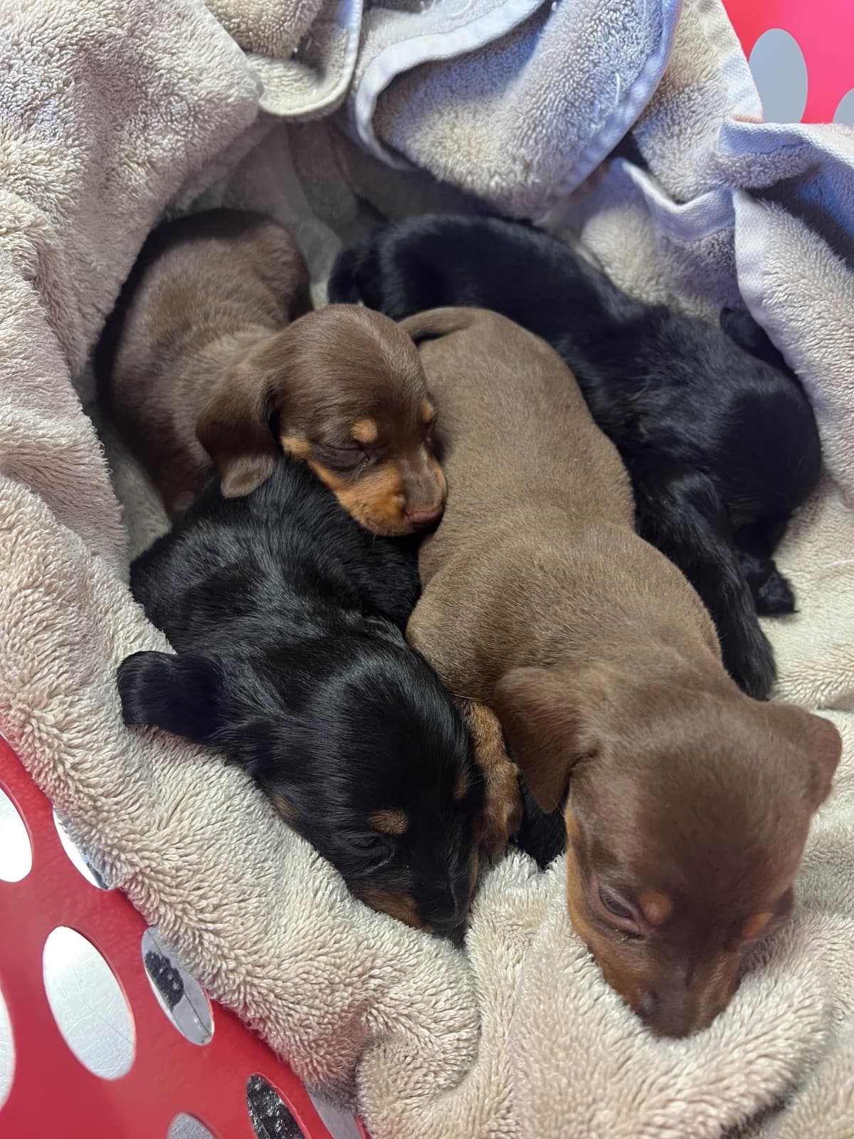 Dachshund Puppies breeder image 24