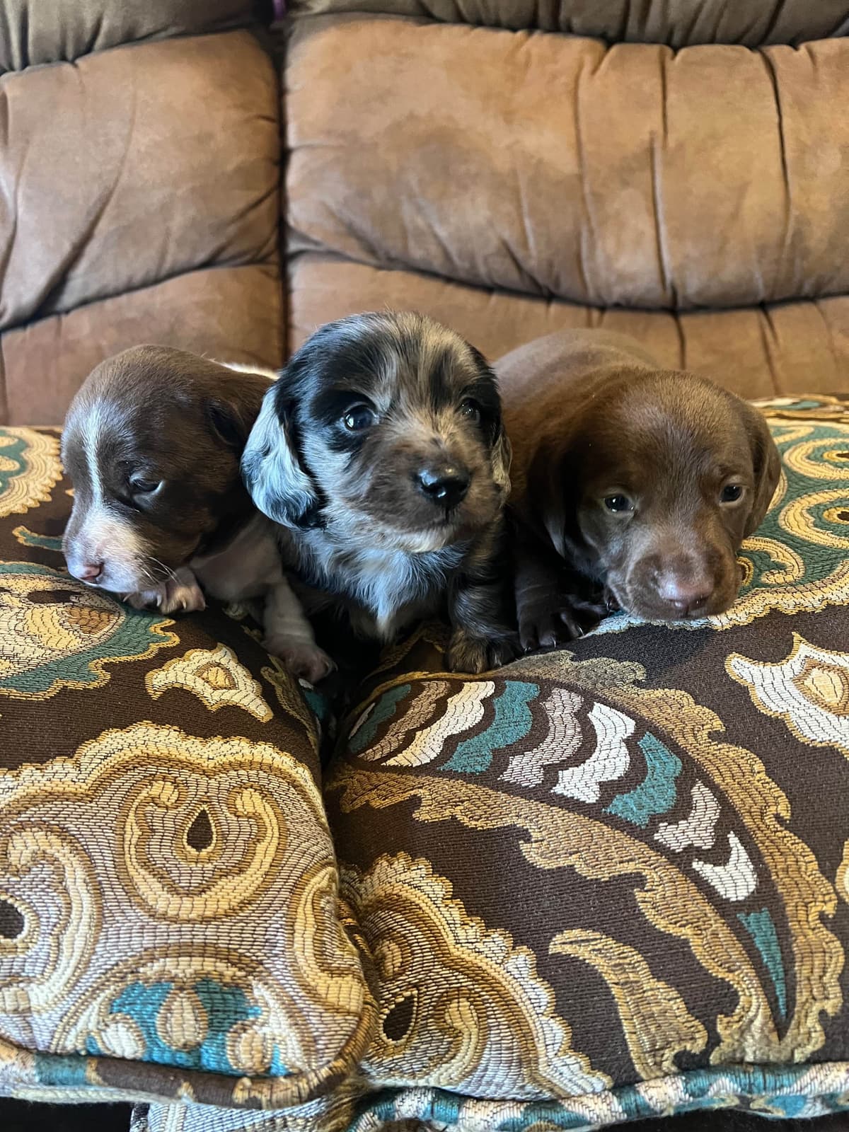 Dachshund Puppies breeder image 25
