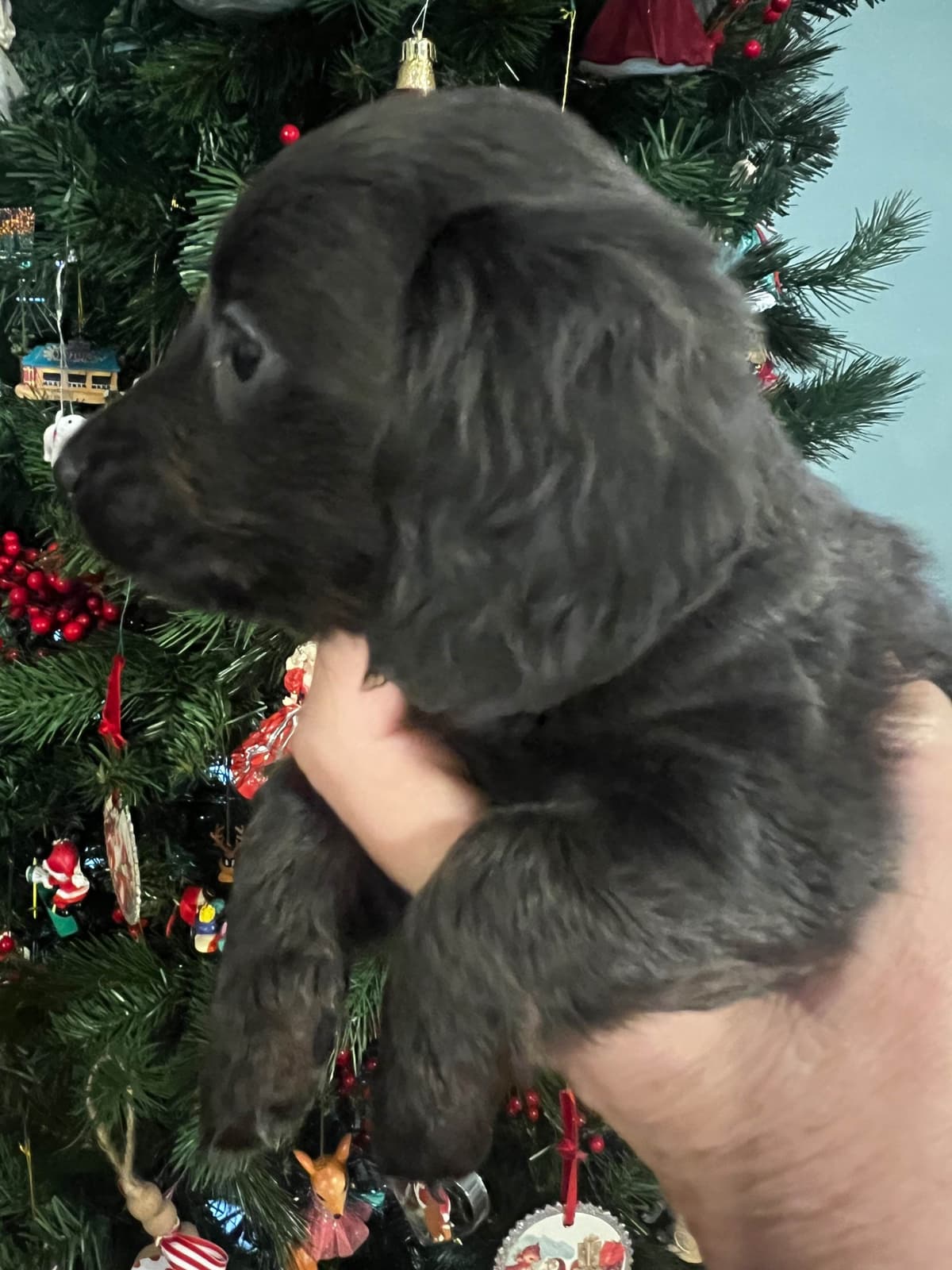 Dachshund Puppies breeder image 2