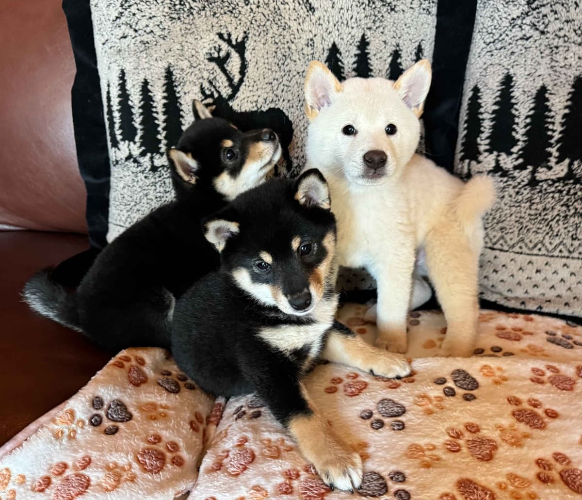 Shiba Inu Puppies breeder image 1
