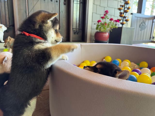 Shiba Inu Puppies media 18