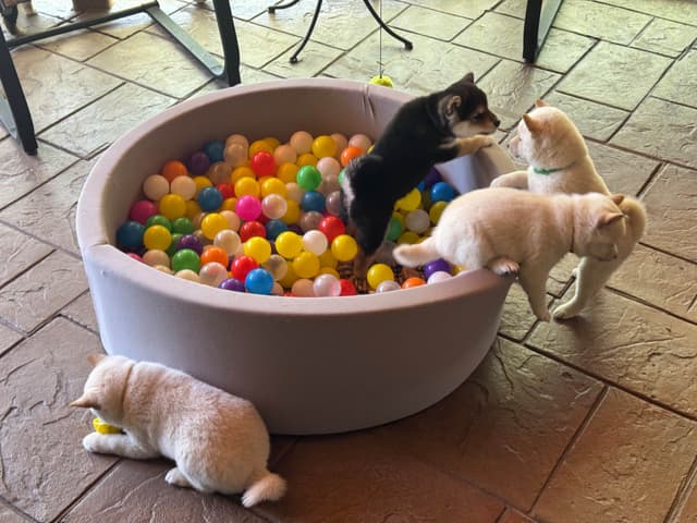Shiba Inu Puppies media 10
