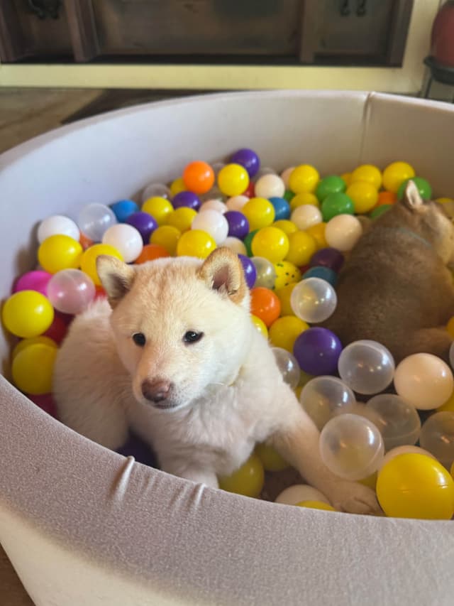 Shiba Inu Puppies media 2