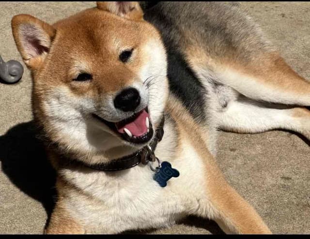 Shiba Inu Puppies media 11