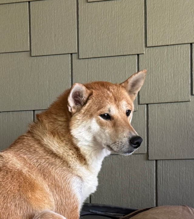 Shiba Inu Puppies media 12