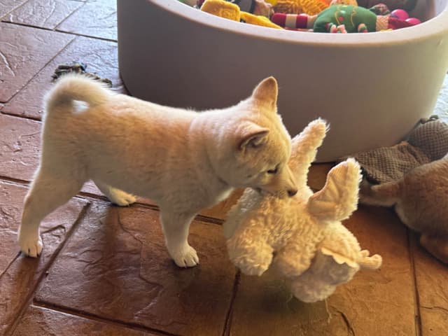 Shiba Inu Puppies media 3