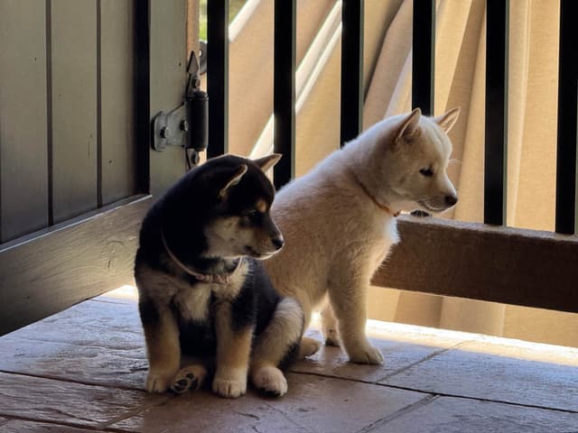 Shiba Inu Puppies media 16