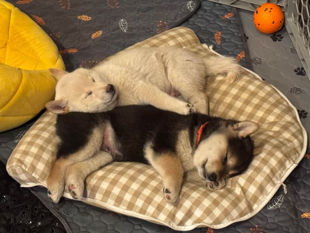 Shiba Inu Puppies media 20