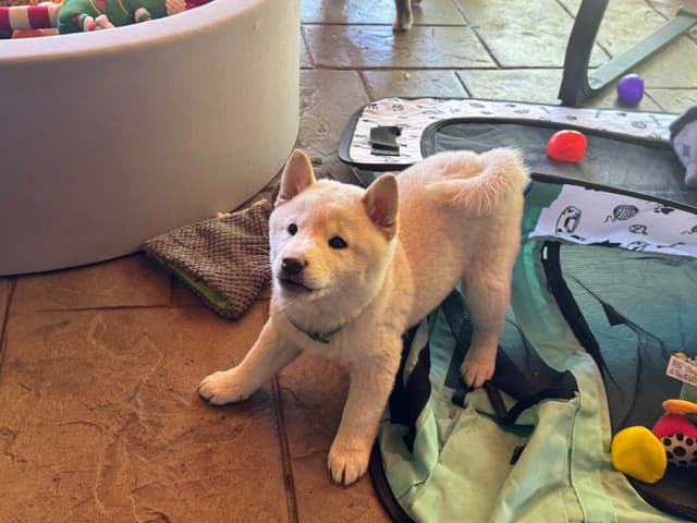 Shiba Inu Puppies media 4