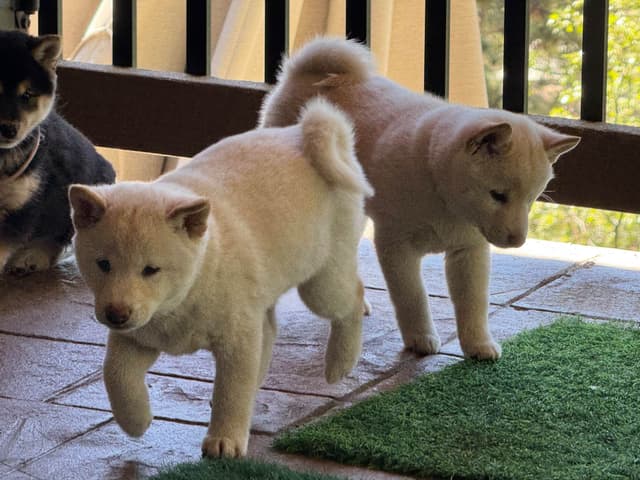 Shiba Inu Puppies media 14