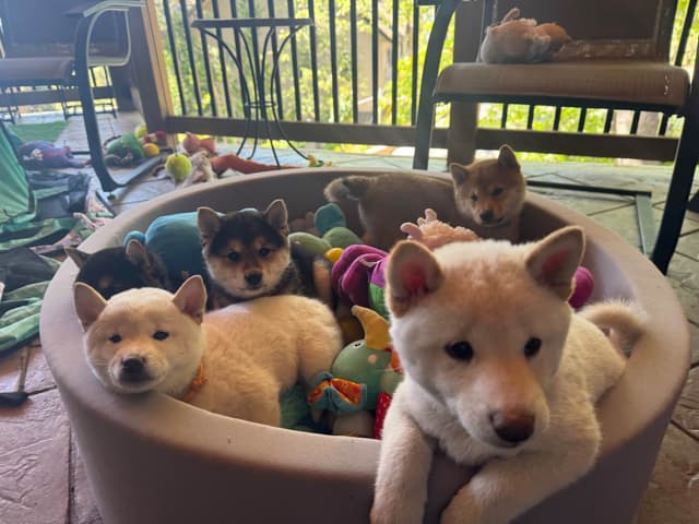 Shiba Inu Puppies media 13